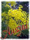 mimose
