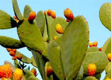 Pianta di fico d'india
