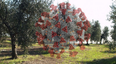 CORONAVIRUS - Manutenzione Uliveti - Nota Regione PUGLIA