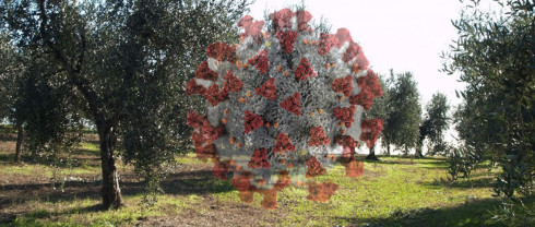 CORONAVIRUS - Manutenzione Uliveti - Nota Regione PUGLIA