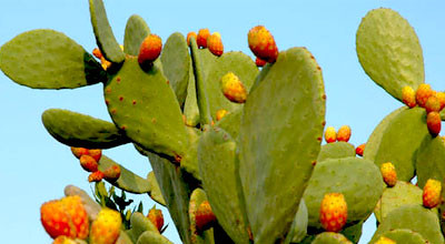 Pianta di fico d'india