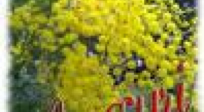 mimose